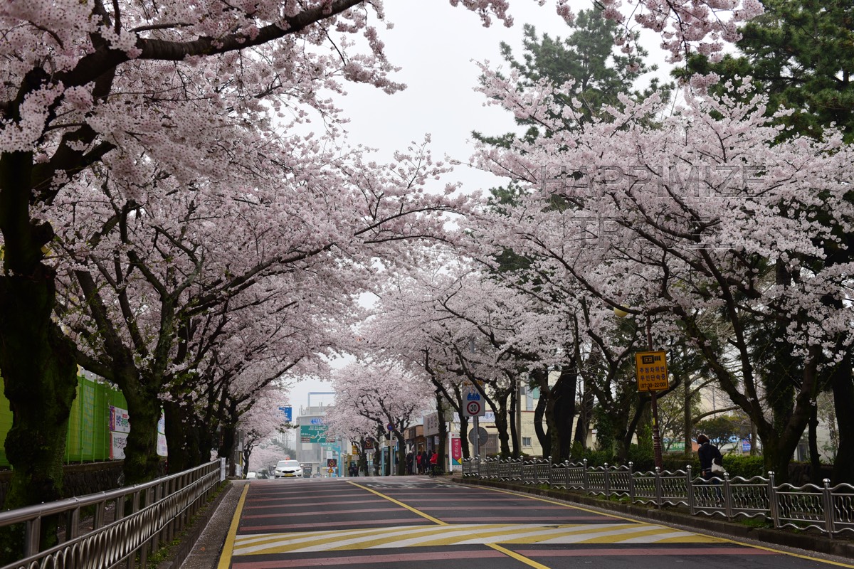 Cherry Blossom at Jeju and Jeolla-do - KOREA PRIVATE TOURS